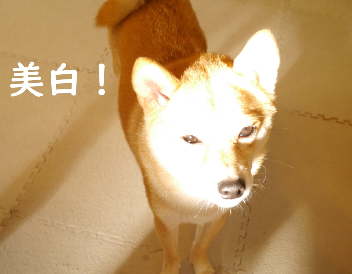 f:id:hanatara:20201025151102j:plain