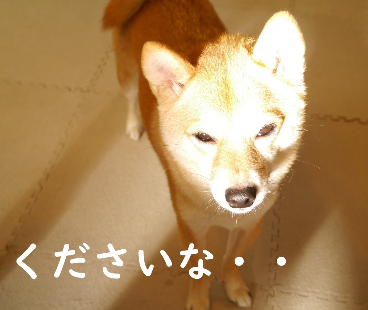 f:id:hanatara:20201025152006j:plain