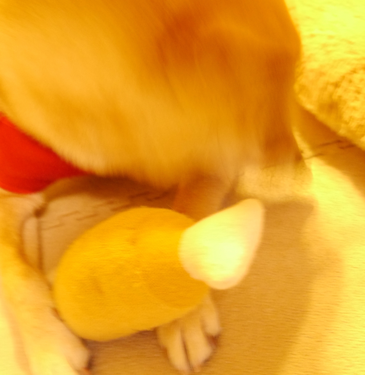 f:id:hanatara:20201028074216j:plain