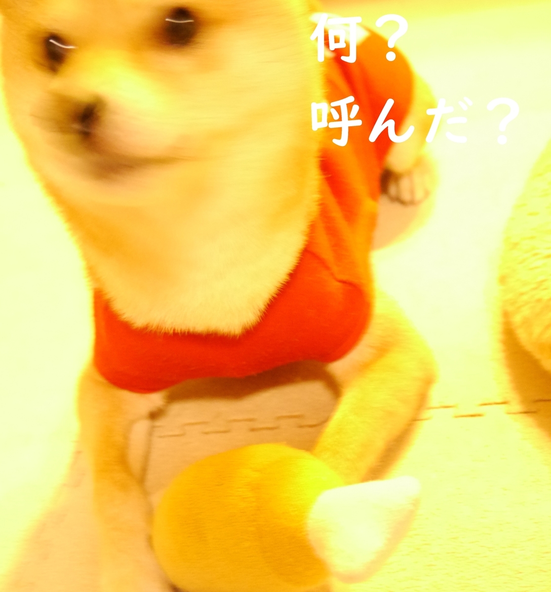 f:id:hanatara:20201028074850j:plain