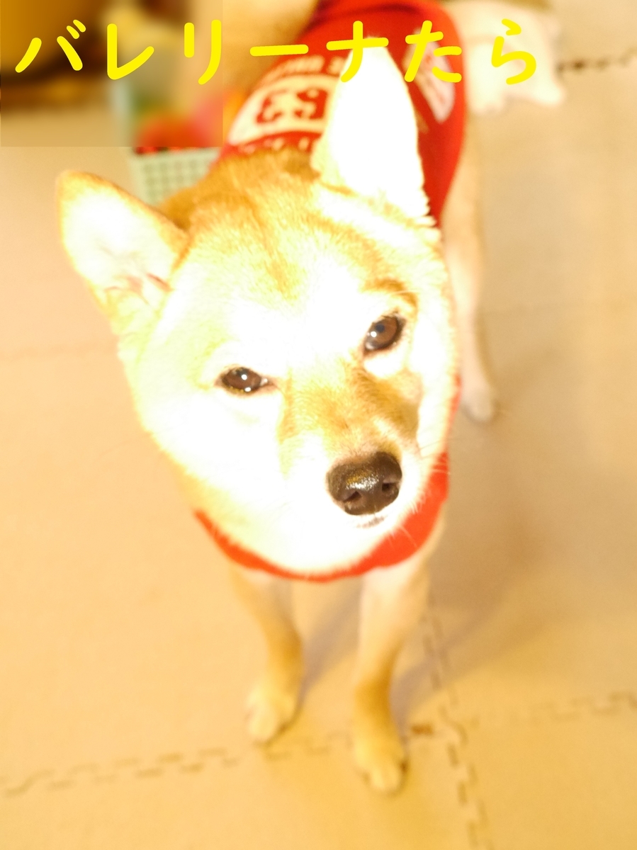 f:id:hanatara:20201028132708j:plain
