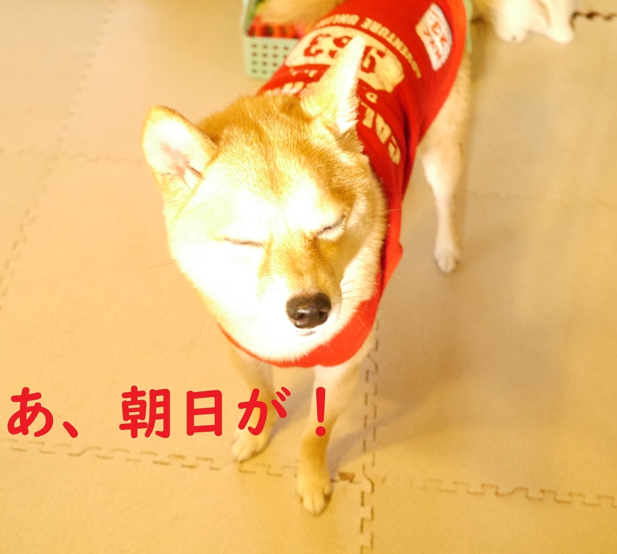 f:id:hanatara:20201028133010j:plain