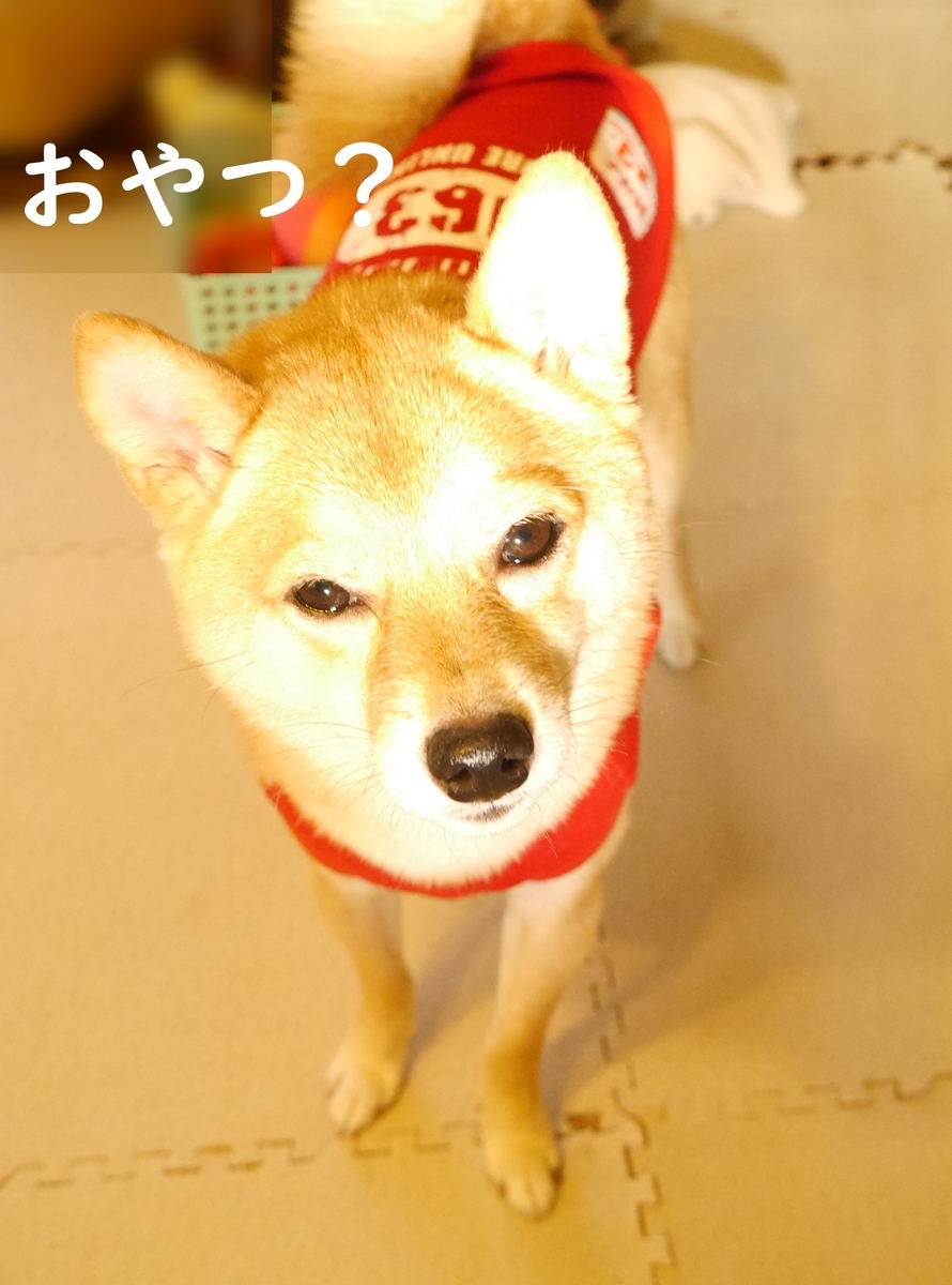 f:id:hanatara:20201028133259j:plain