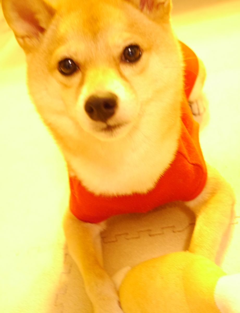 f:id:hanatara:20201028133606j:plain