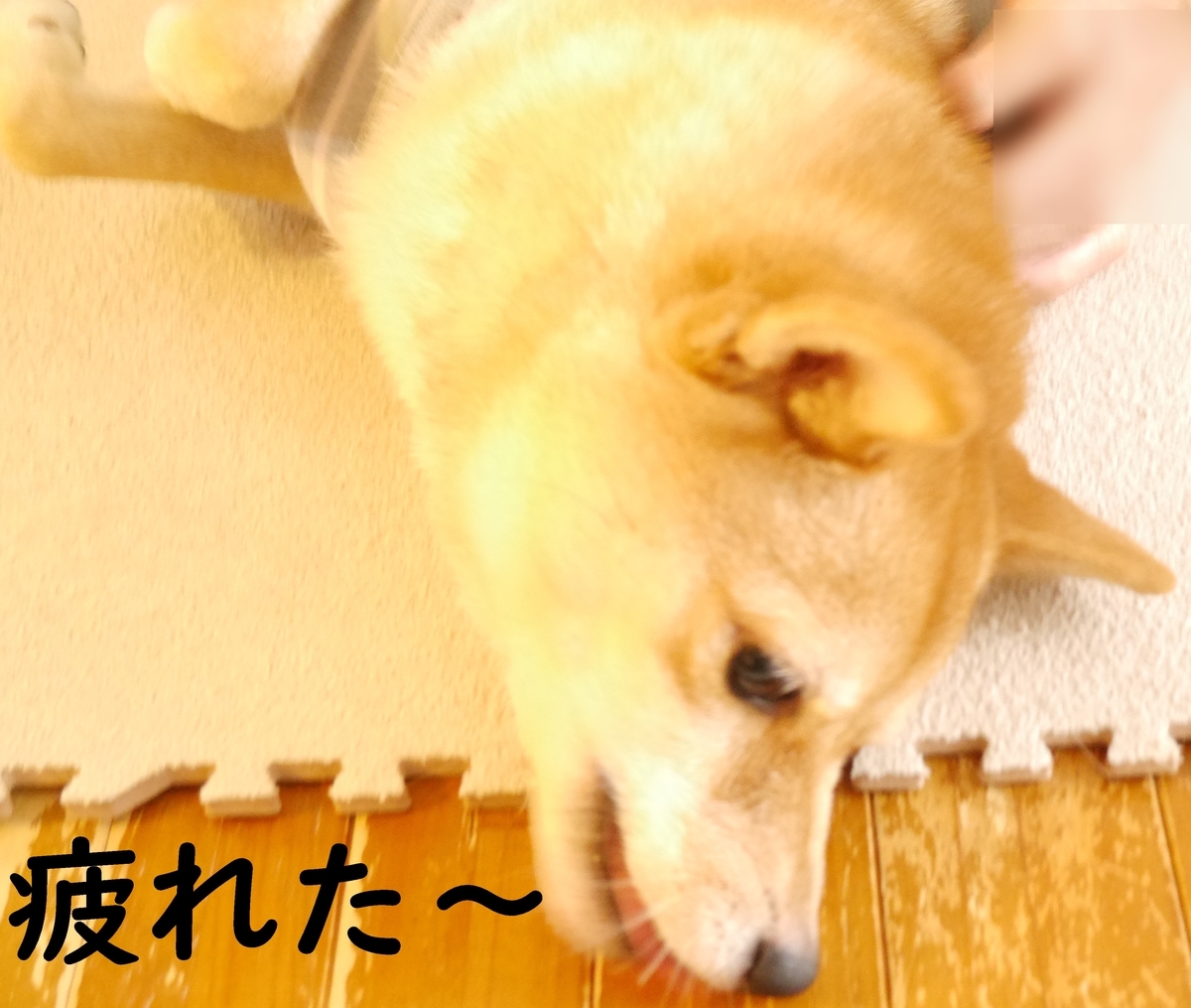 f:id:hanatara:20201103094403j:plain