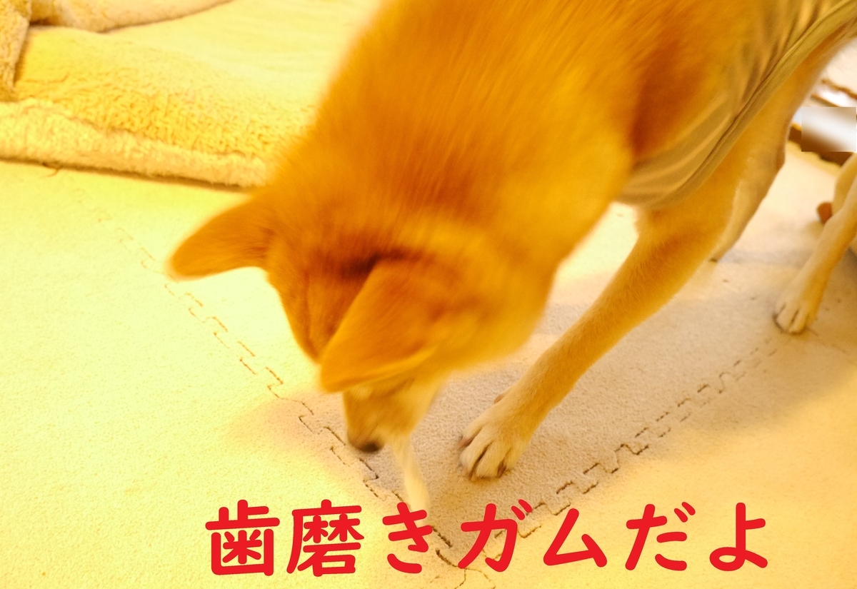 f:id:hanatara:20201107085831j:plain