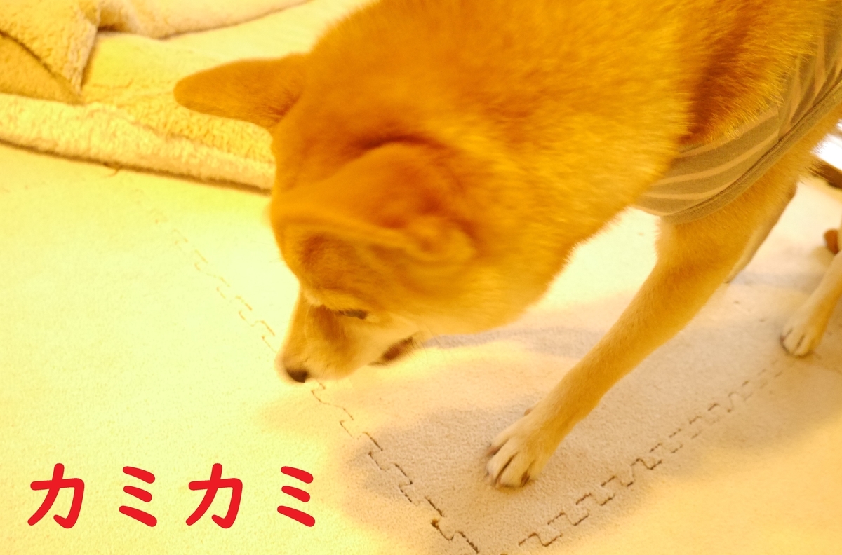 f:id:hanatara:20201107090428j:plain
