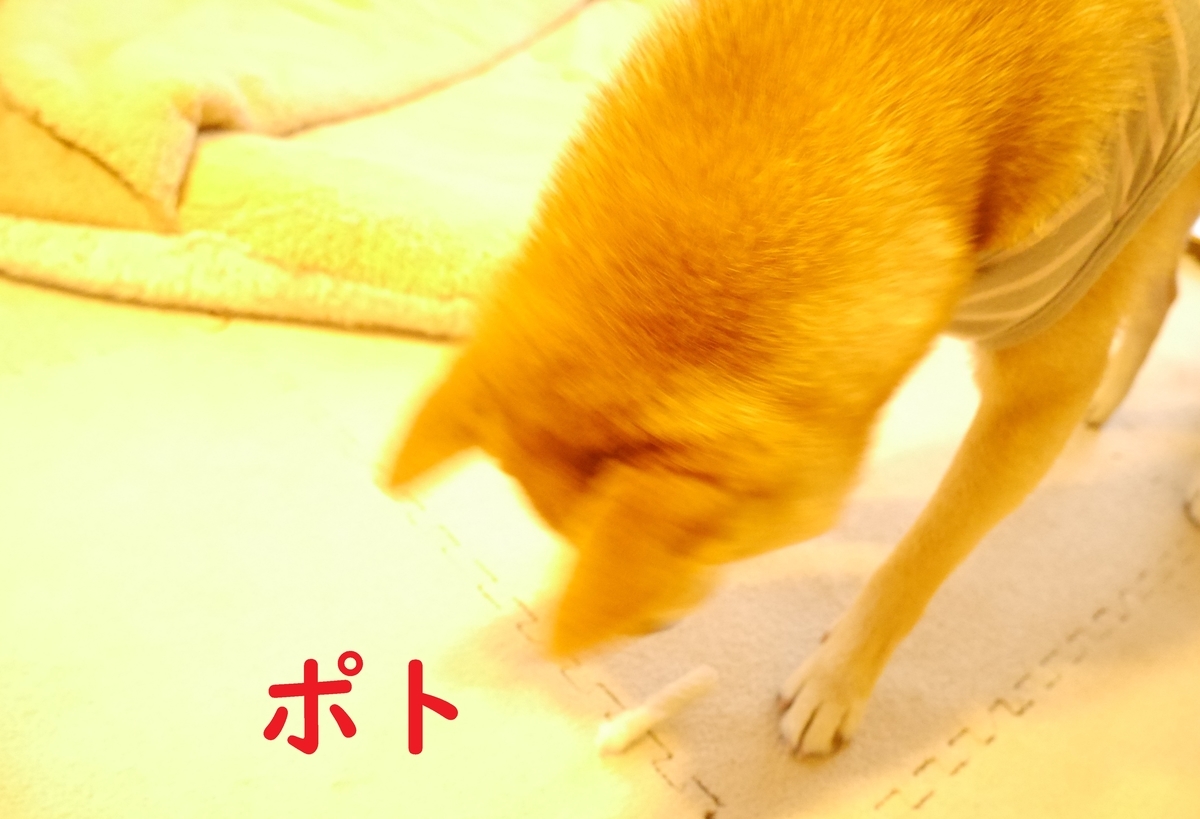 f:id:hanatara:20201107090514j:plain
