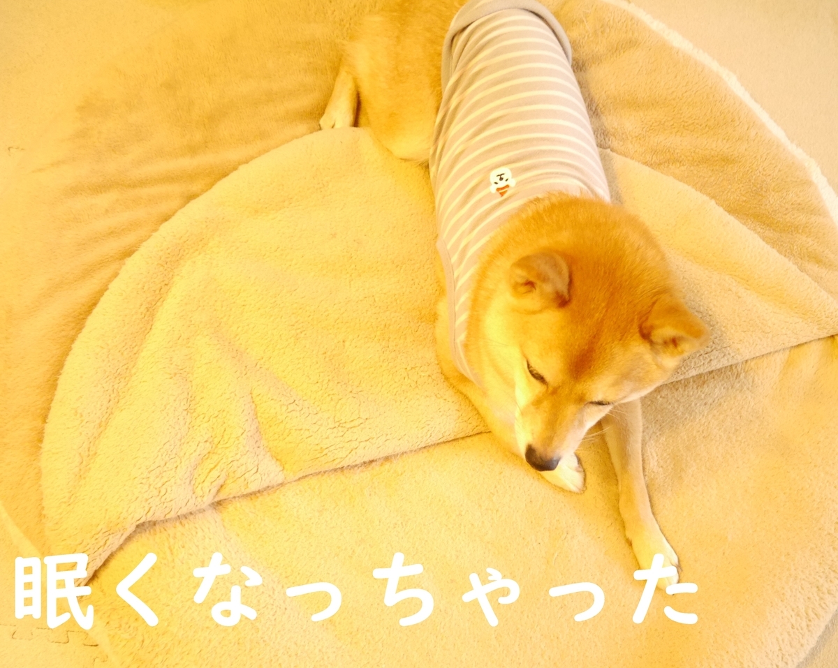 f:id:hanatara:20201107090603j:plain