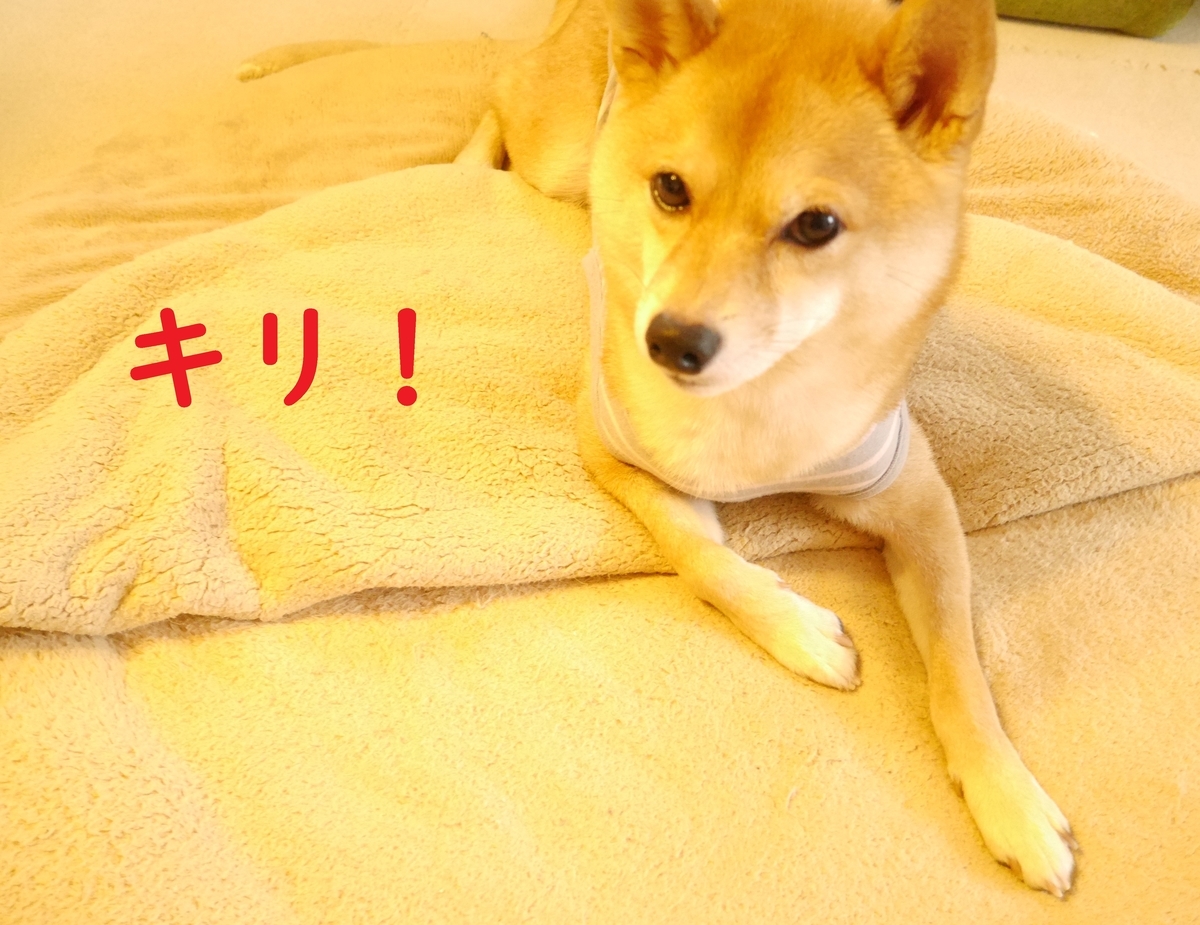f:id:hanatara:20201107090705j:plain