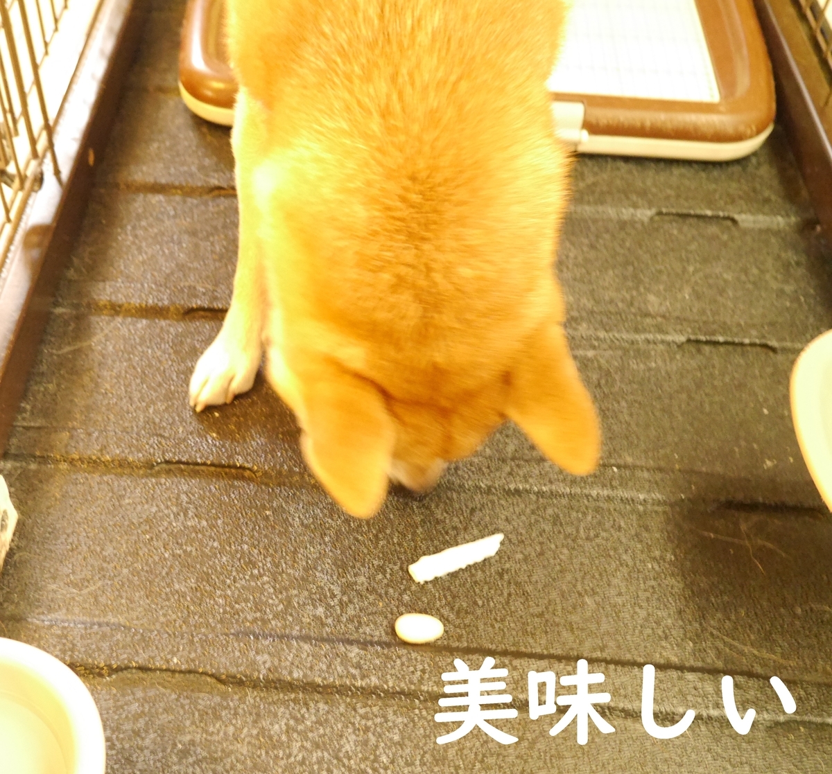 f:id:hanatara:20201107094507j:plain