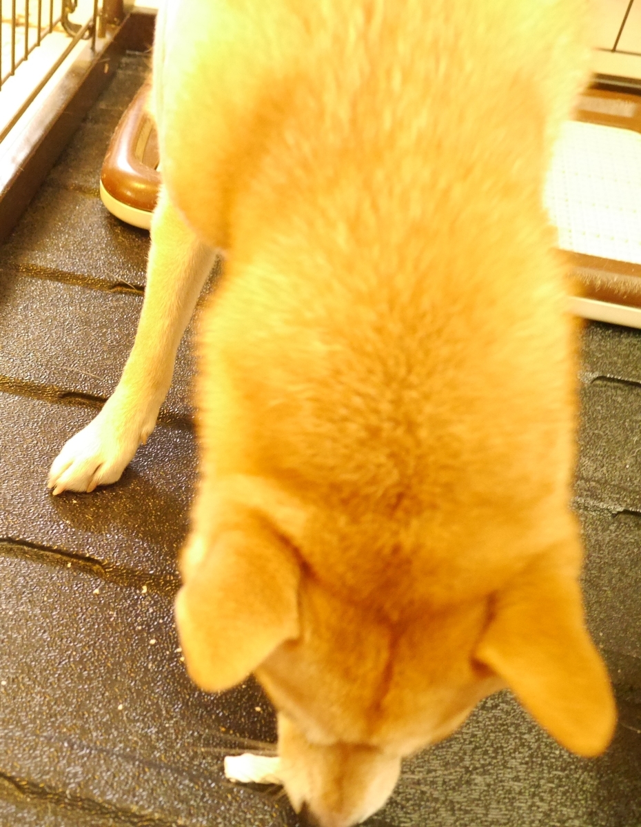 f:id:hanatara:20201107094732j:plain