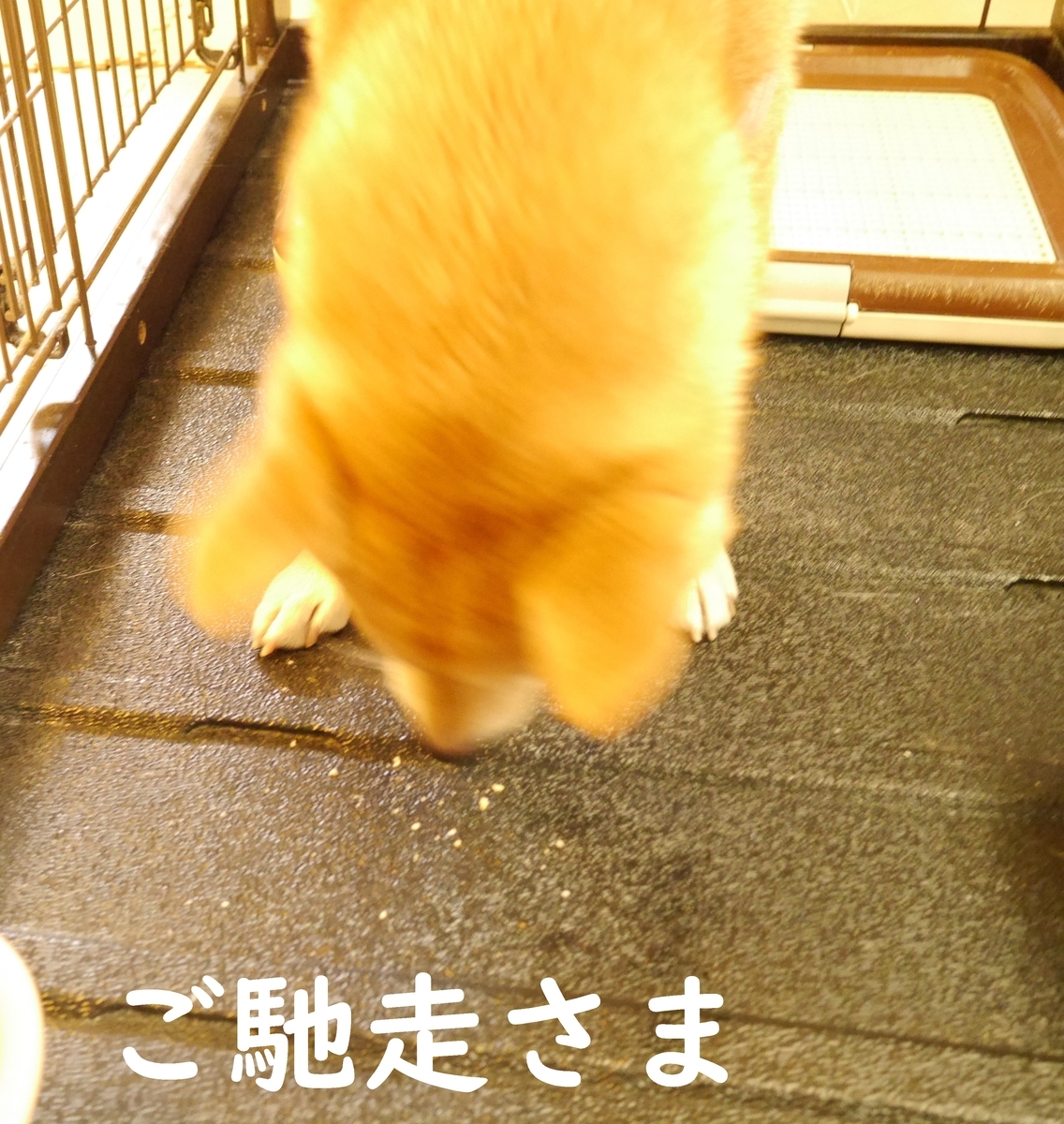 f:id:hanatara:20201107094851j:plain