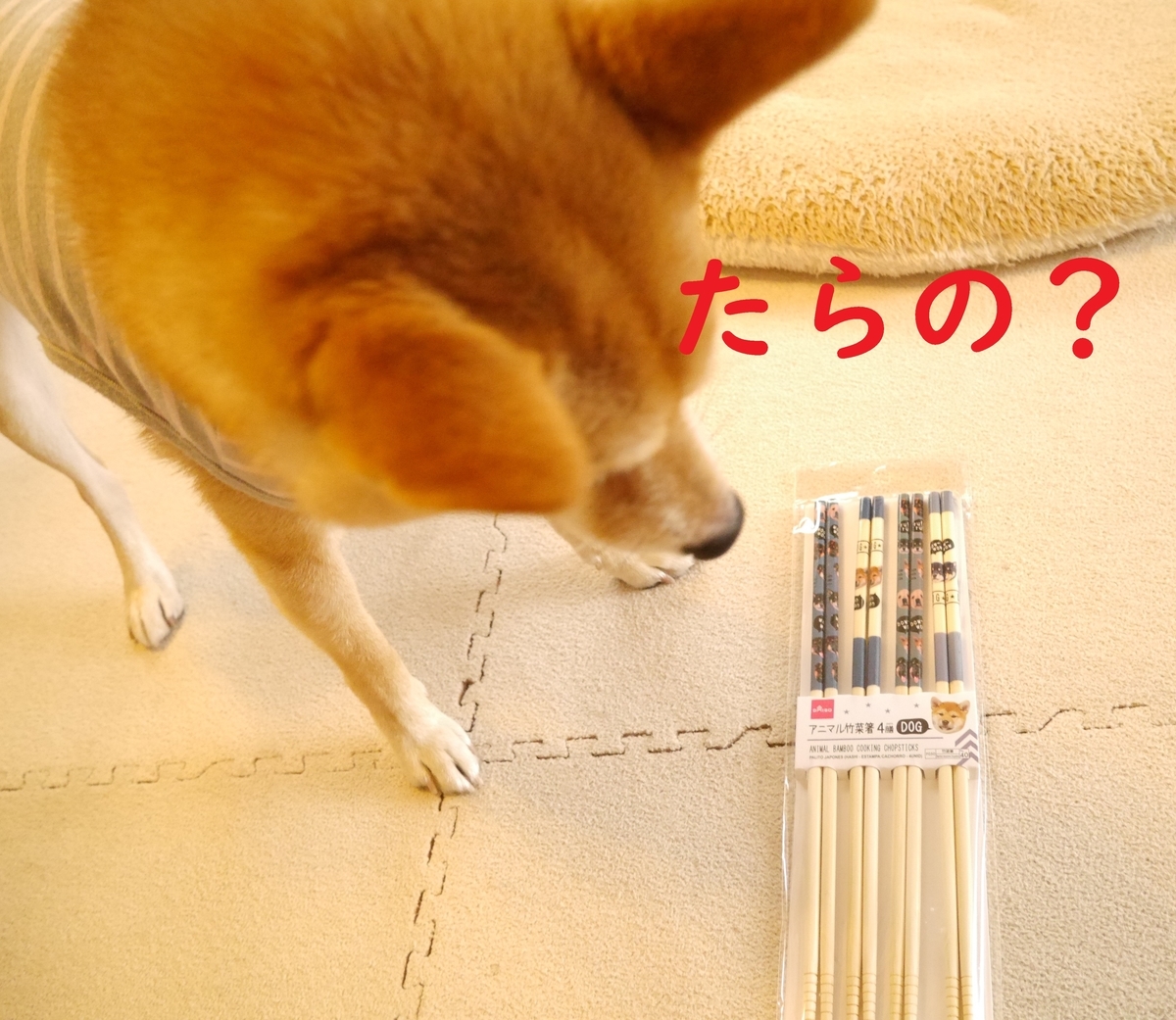 f:id:hanatara:20201107103147j:plain f:id:hanatara:20201107103147j:plain