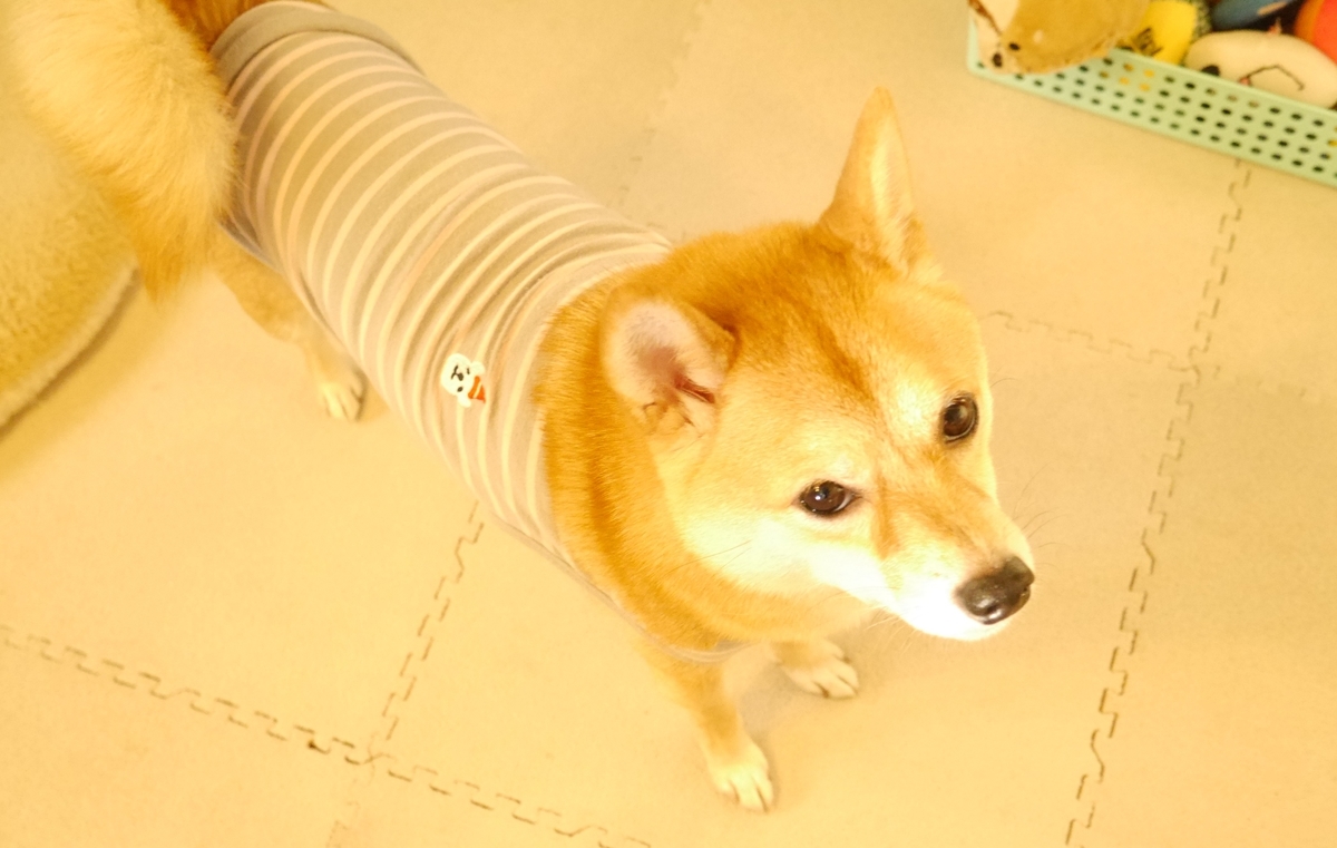 f:id:hanatara:20201107110226j:plain