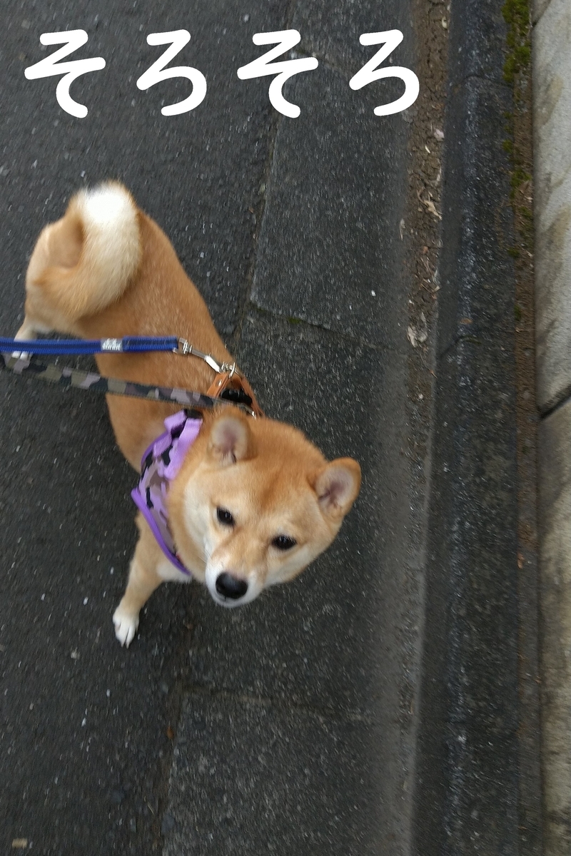 f:id:hanatara:20201108103654j:plain