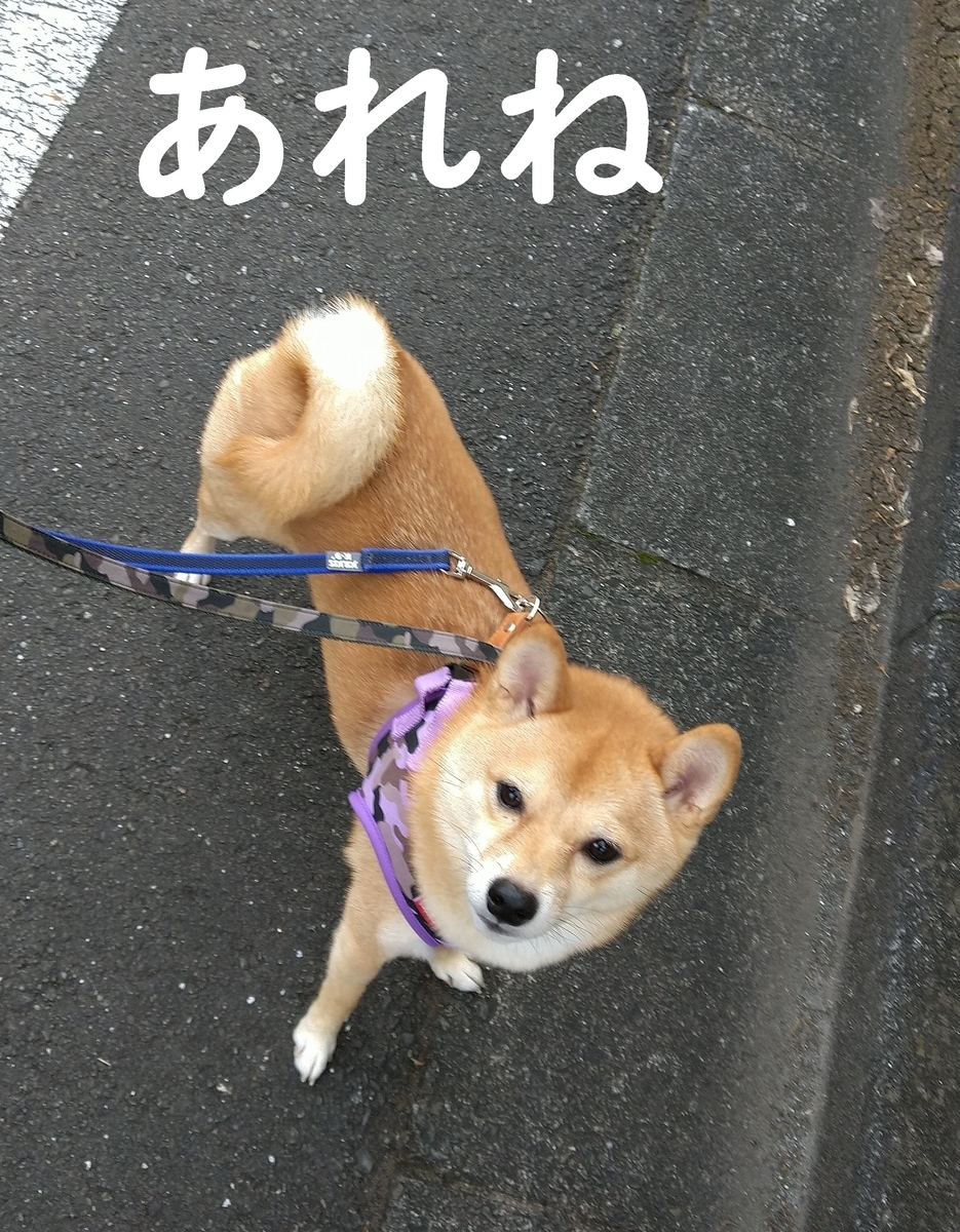 f:id:hanatara:20201108103802j:plain