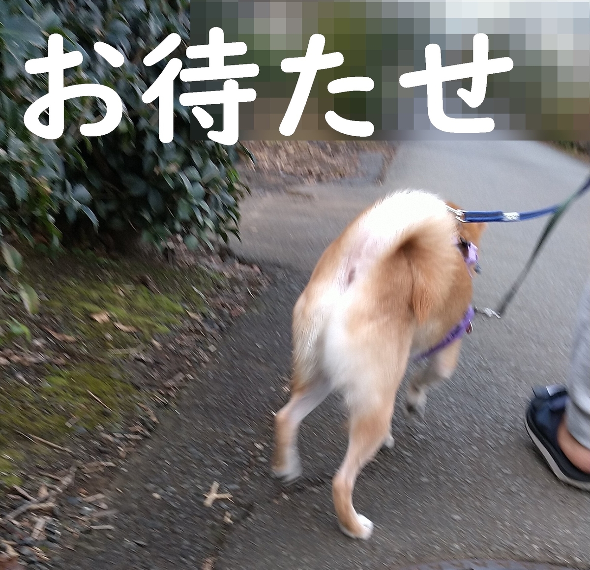 f:id:hanatara:20201108111106j:plain