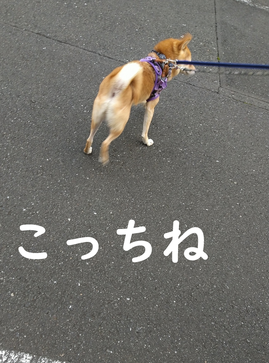 f:id:hanatara:20201108111406j:plain