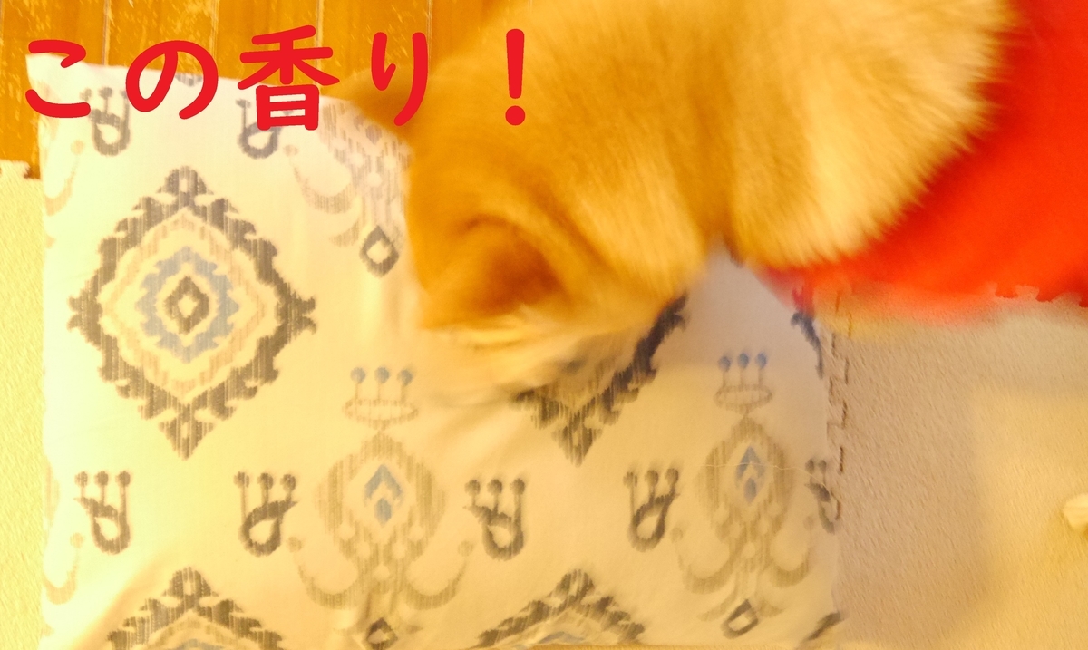 f:id:hanatara:20201108112942j:plain f:id:hanatara:20201108112942j:plain