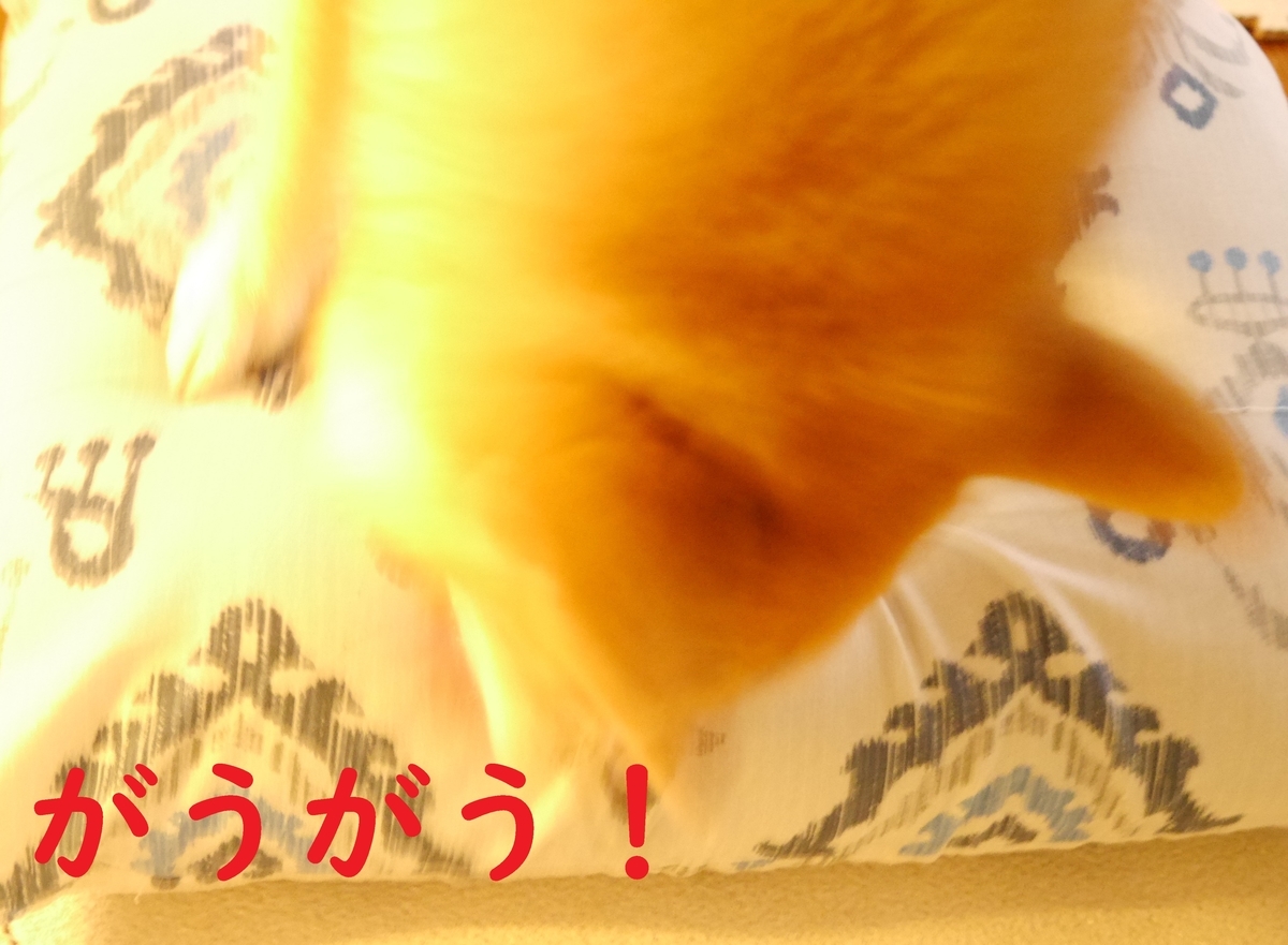 f:id:hanatara:20201108113047j:plain f:id:hanatara:20201108113047j:plain