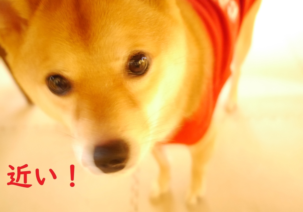 f:id:hanatara:20201108113244j:plain f:id:hanatara:20201108113244j:plain