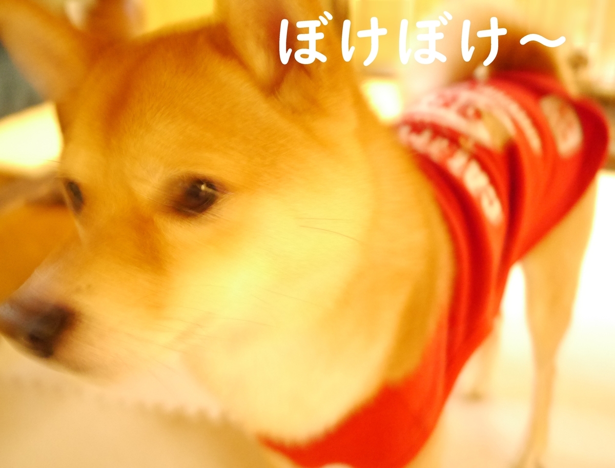 f:id:hanatara:20201108113347j:plain f:id:hanatara:20201108113347j:plain
