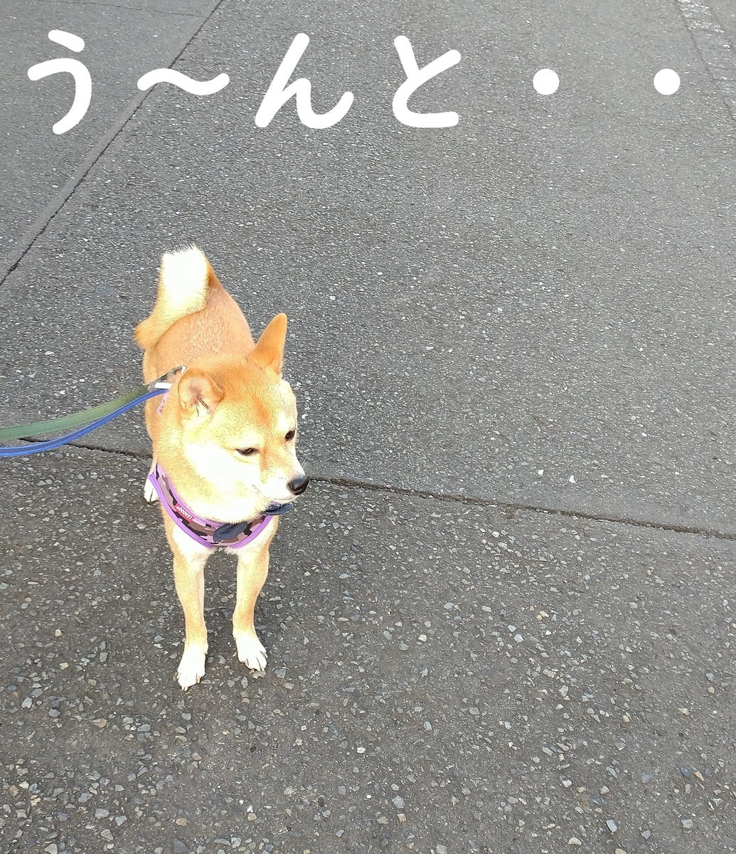 f:id:hanatara:20201115105629j:plain