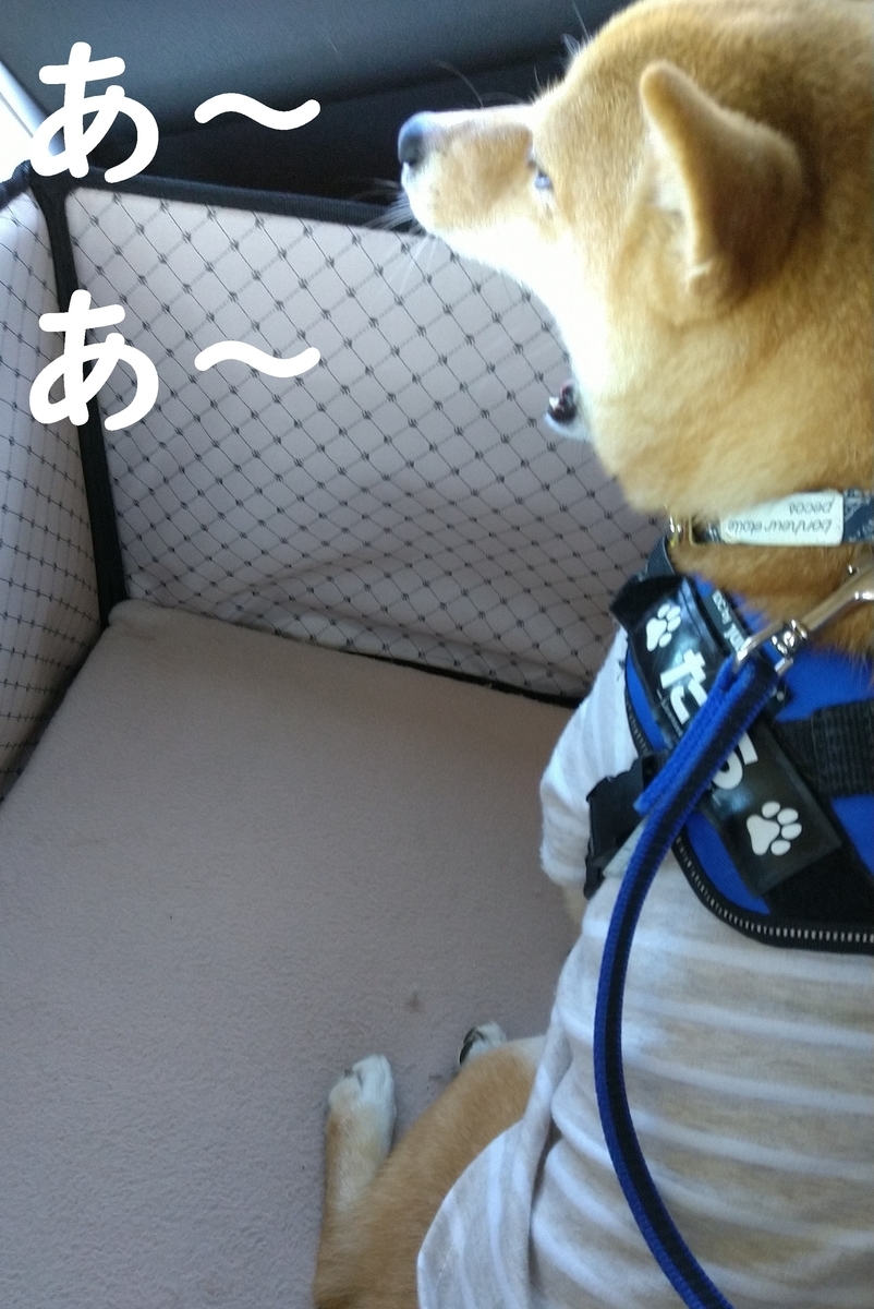 f:id:hanatara:20201115113836j:plain