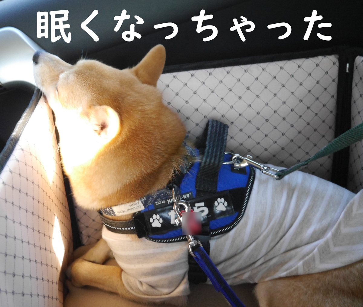 f:id:hanatara:20201115114522j:plain