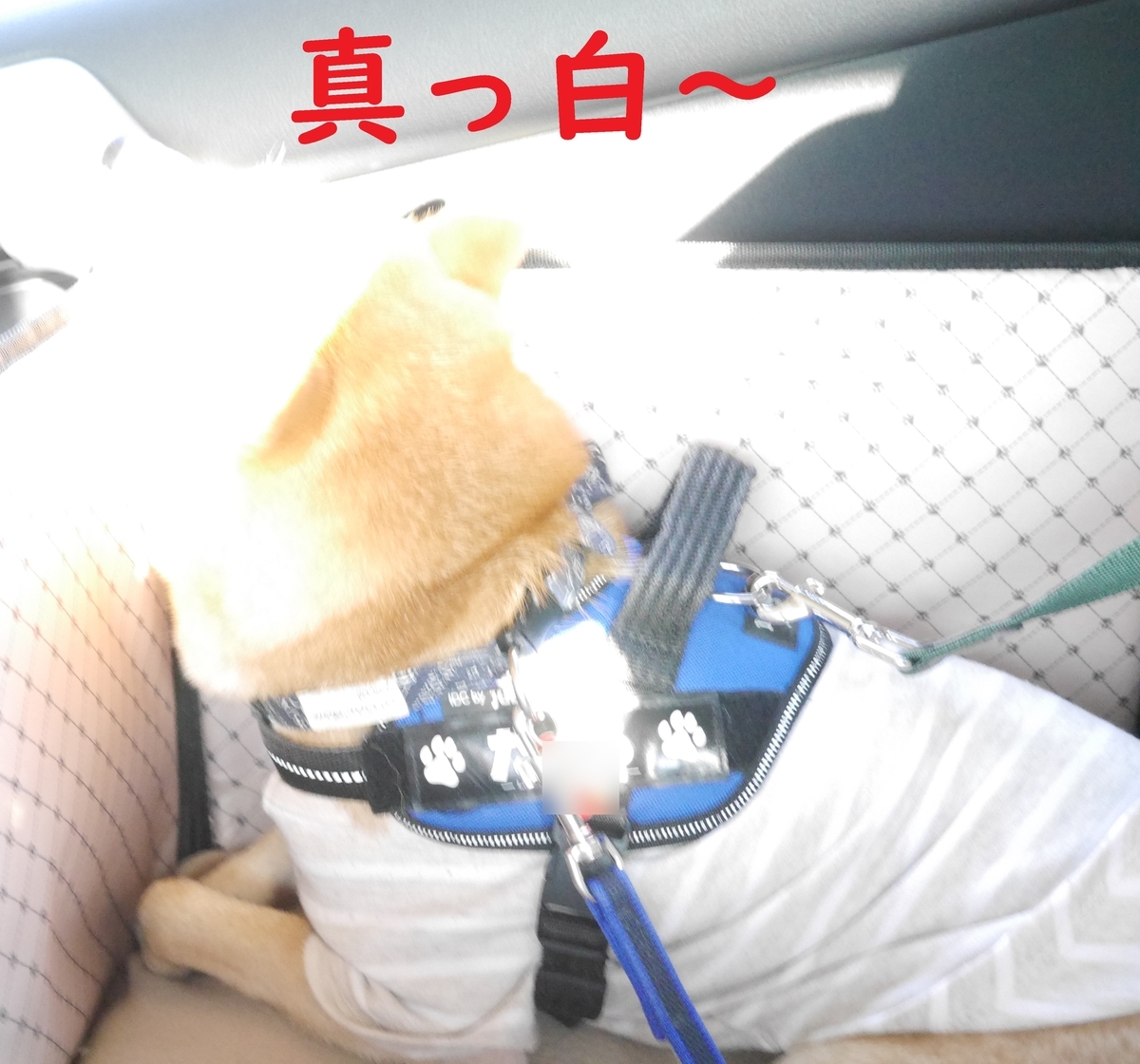 f:id:hanatara:20201115114618j:plain