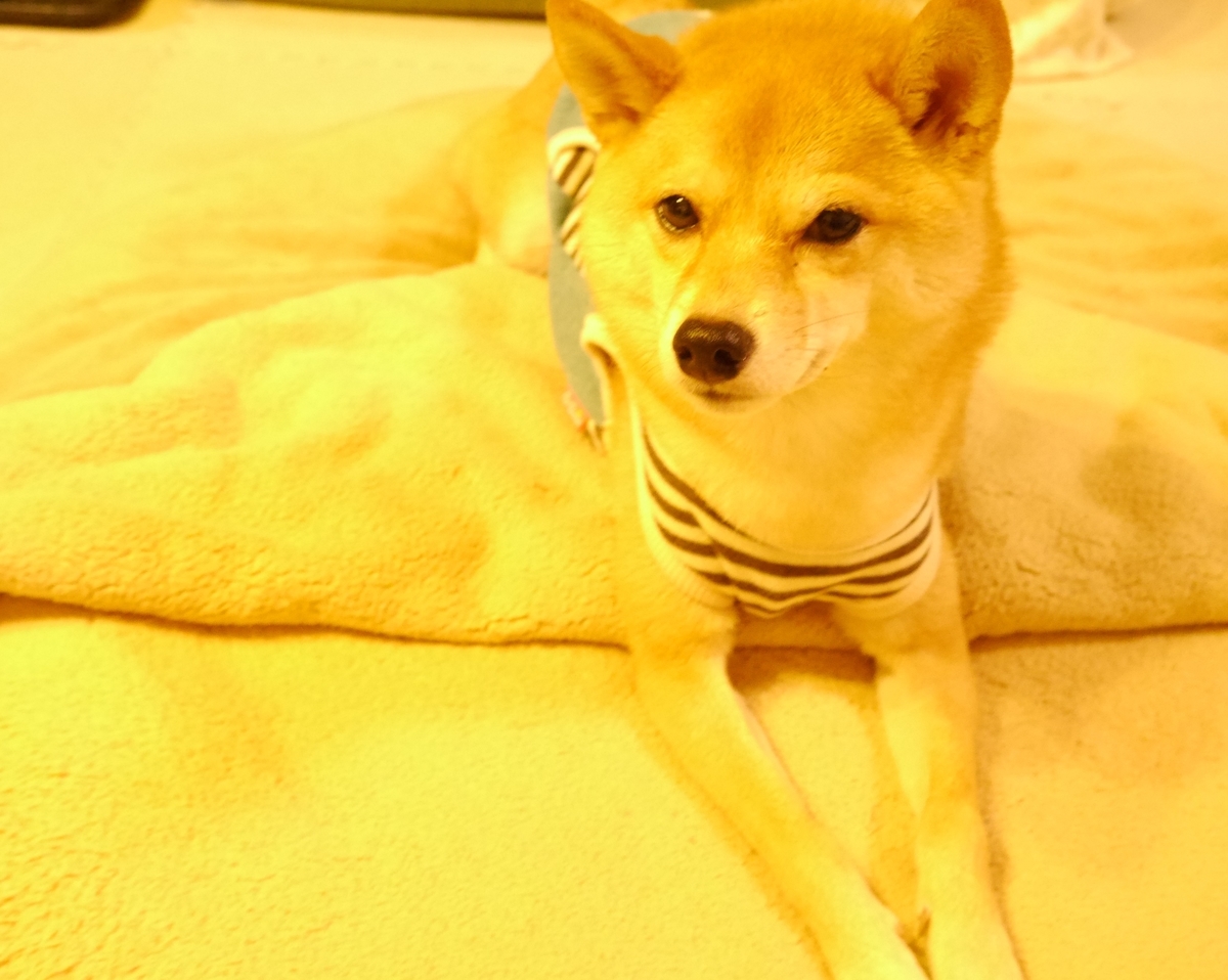 f:id:hanatara:20201115135822j:plain