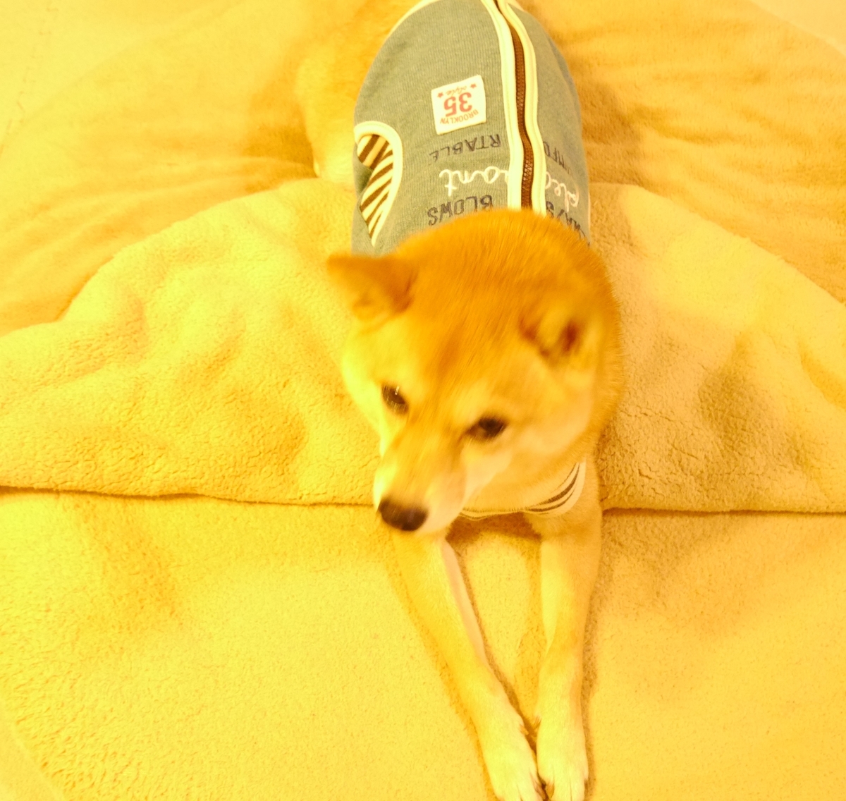 f:id:hanatara:20201115140129j:plain