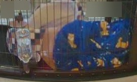 f:id:hanatara:20201120075224j:plain
