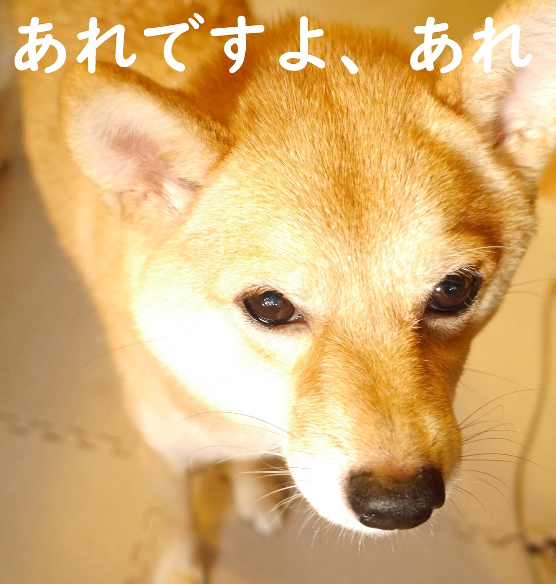f:id:hanatara:20201120085712j:plain