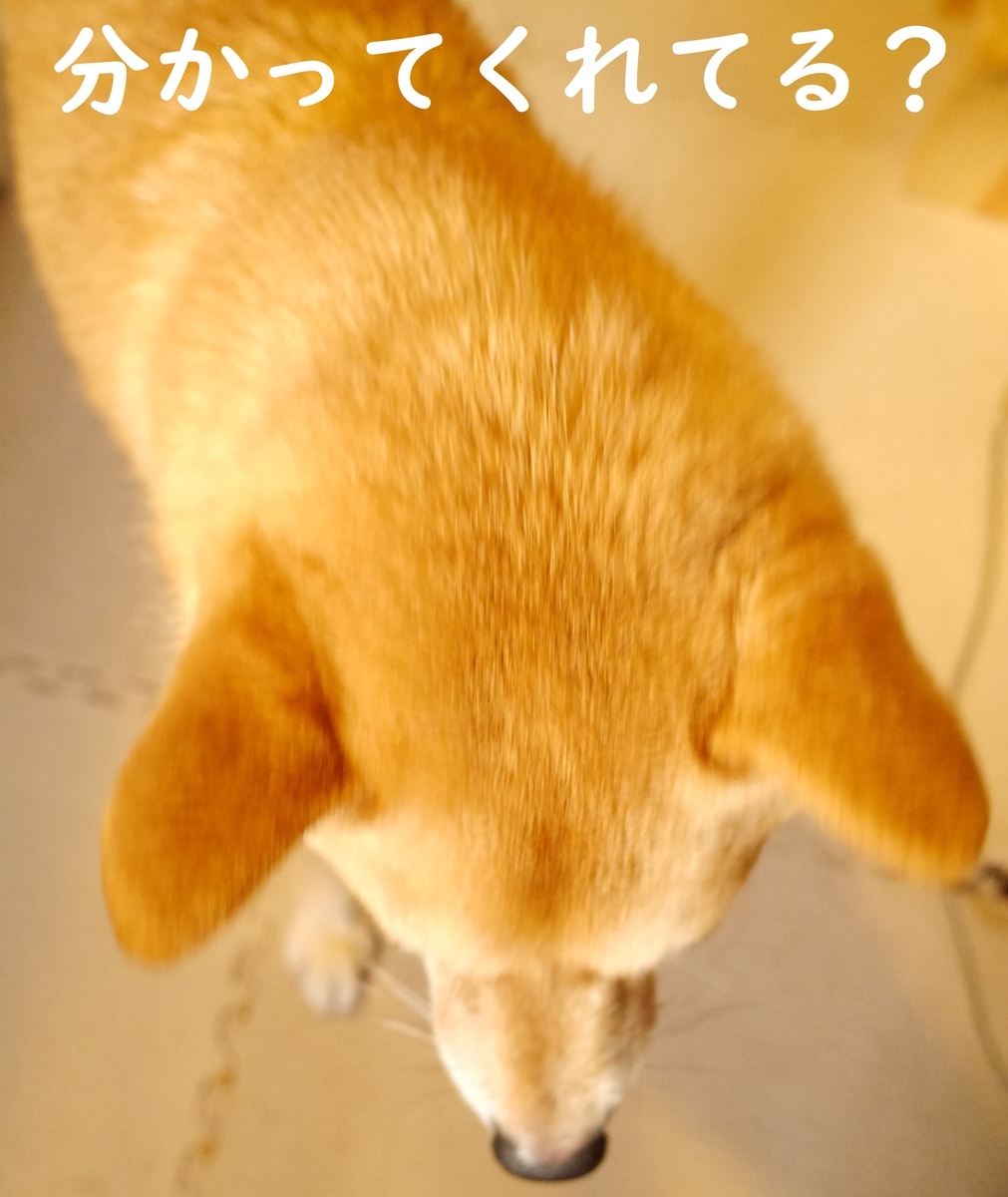 f:id:hanatara:20201120085808j:plain
