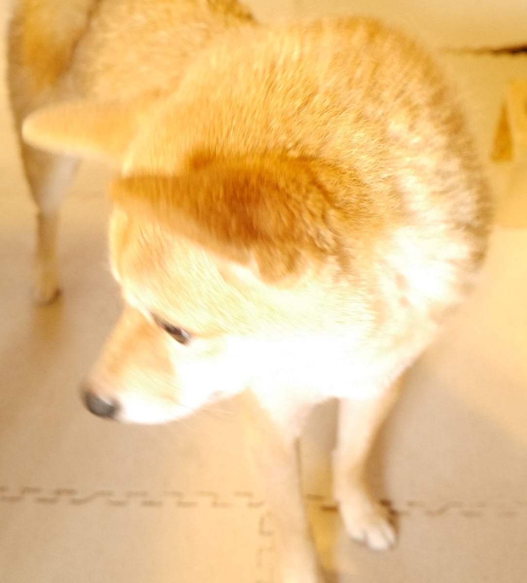 f:id:hanatara:20201120090144j:plain
