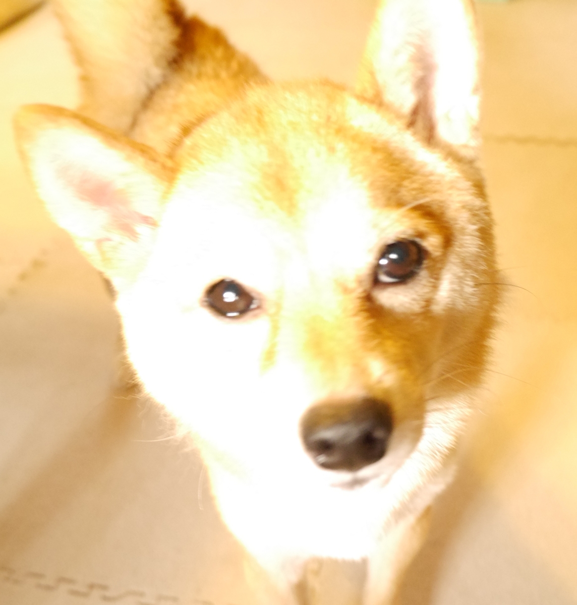 f:id:hanatara:20201120090210j:plain