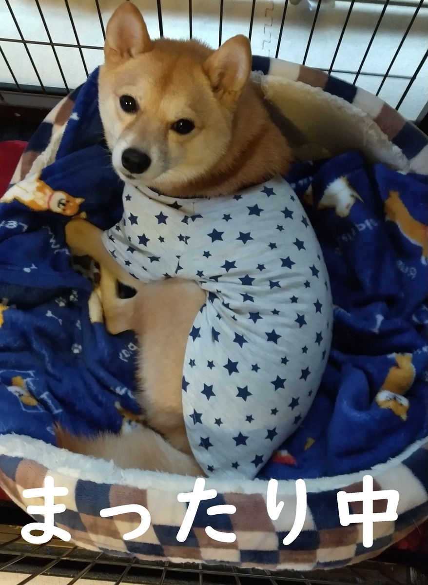 f:id:hanatara:20201120111549j:plain
