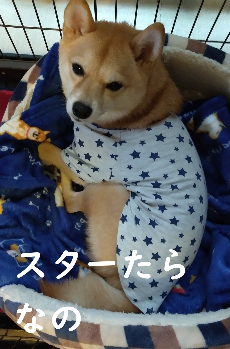 f:id:hanatara:20201120111903j:plain