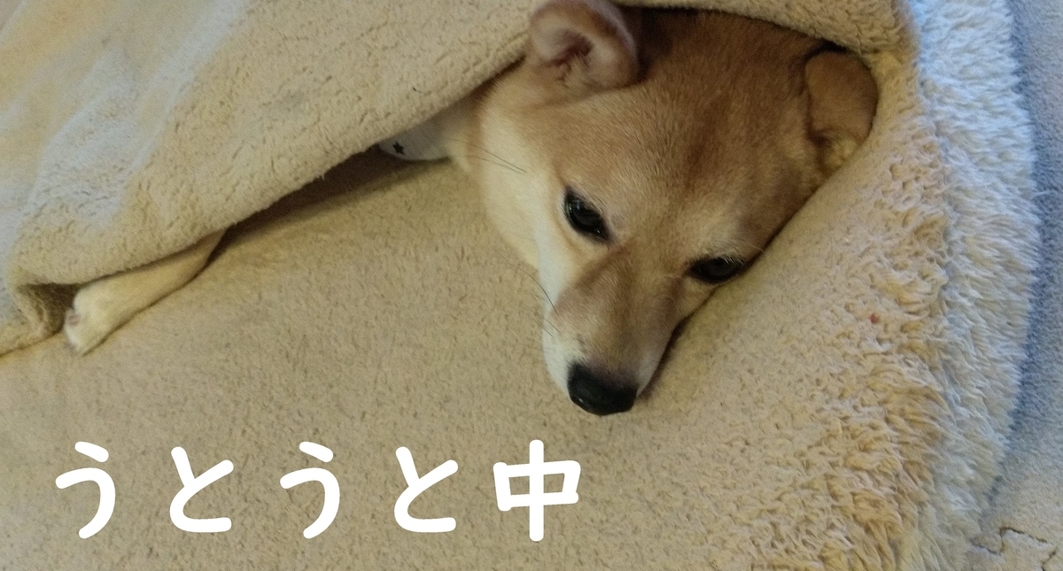 f:id:hanatara:20201120112031j:plain