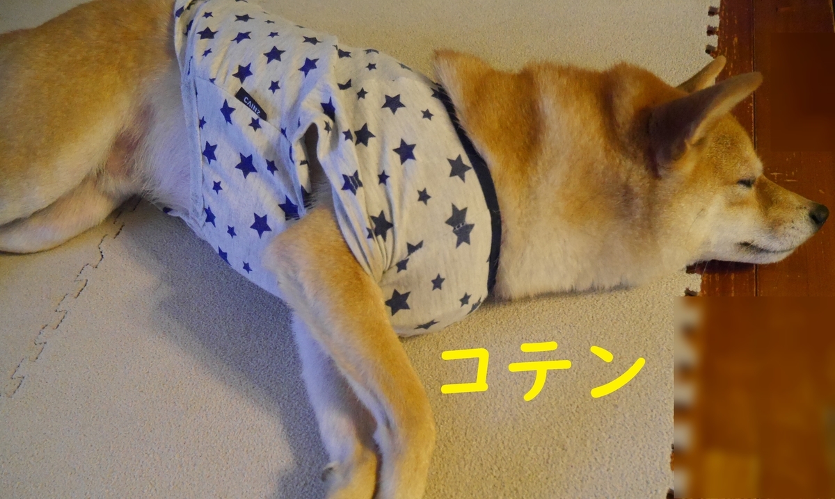 f:id:hanatara:20201120120649j:plain