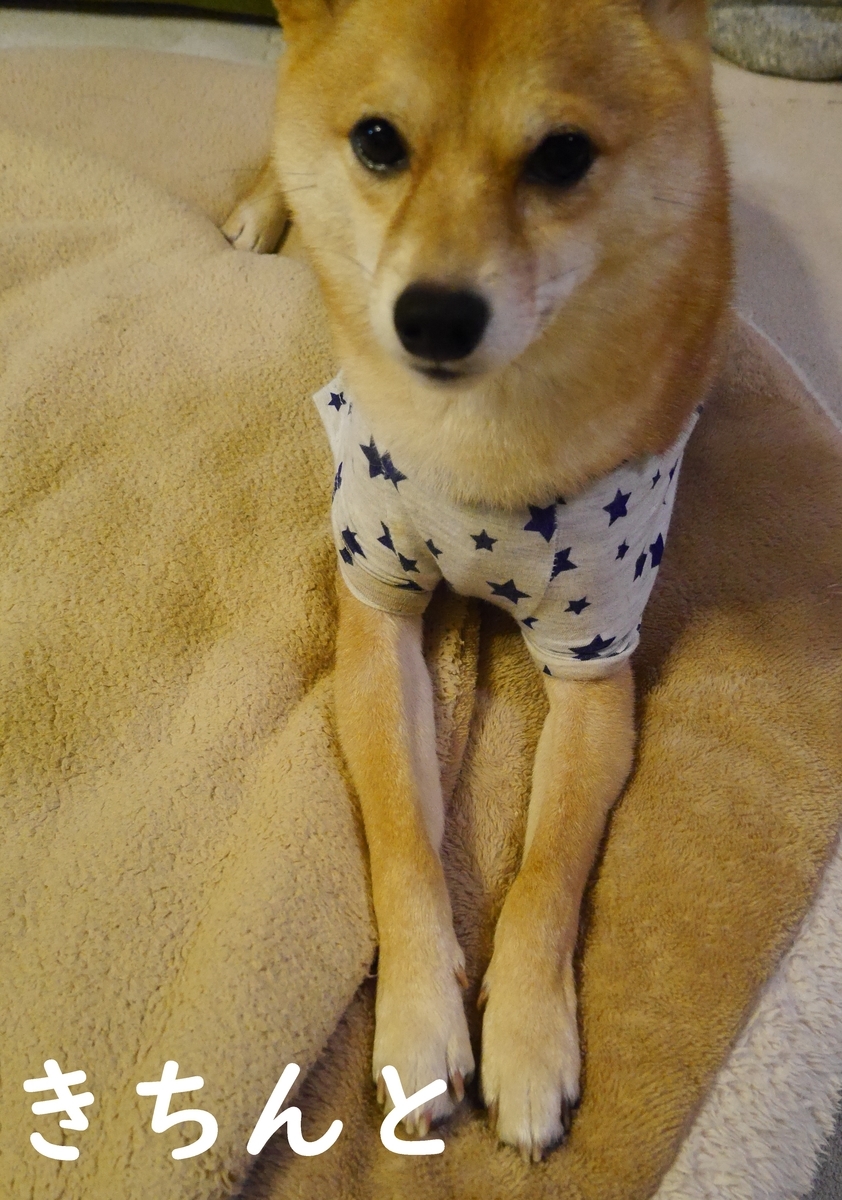 f:id:hanatara:20201120121043j:plain