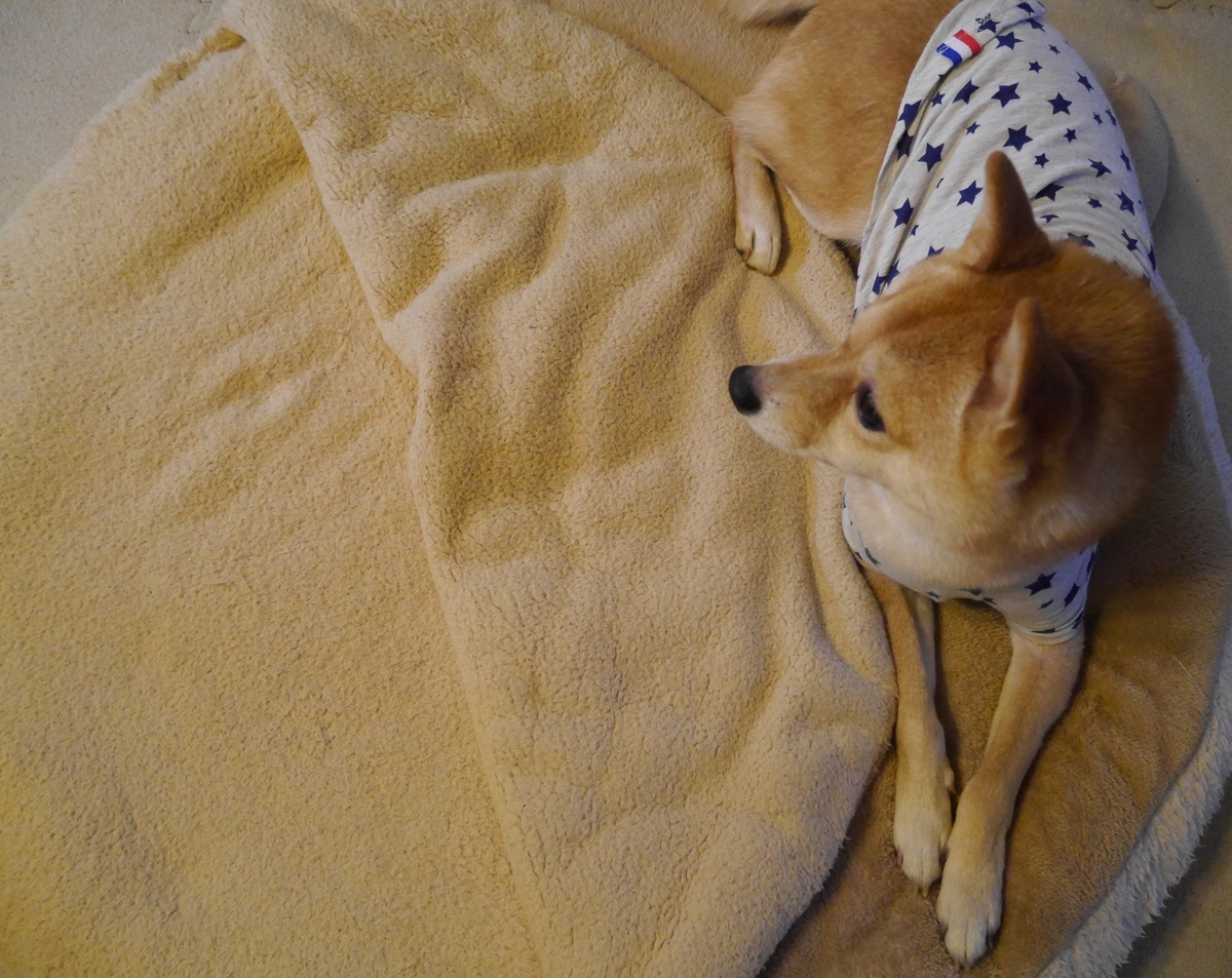 f:id:hanatara:20201120121238j:plain
