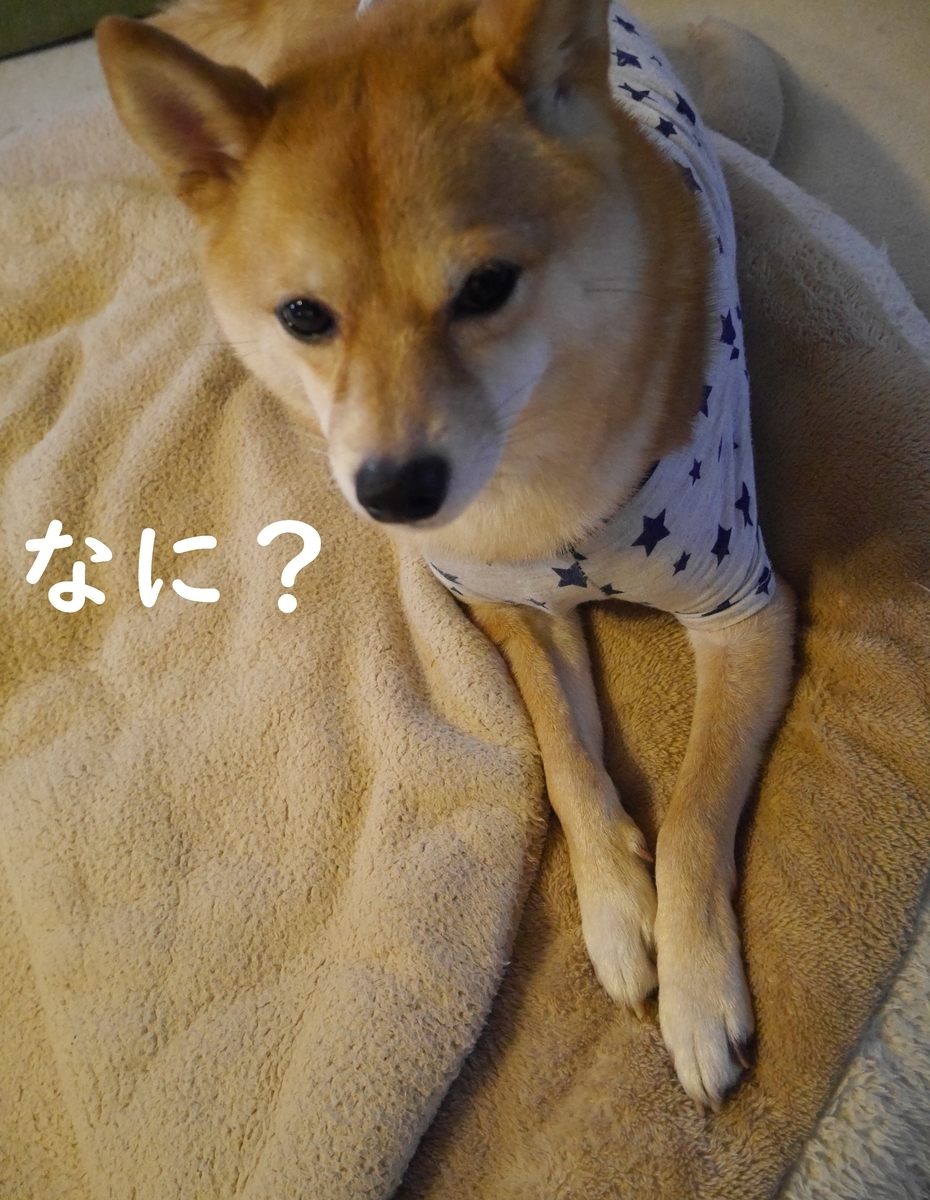 f:id:hanatara:20201120121357j:plain