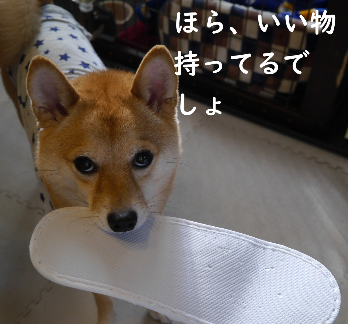 f:id:hanatara:20201121115822j:plain