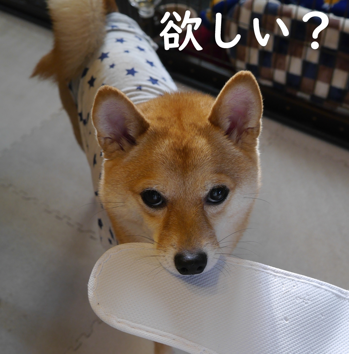 f:id:hanatara:20201121115927j:plain
