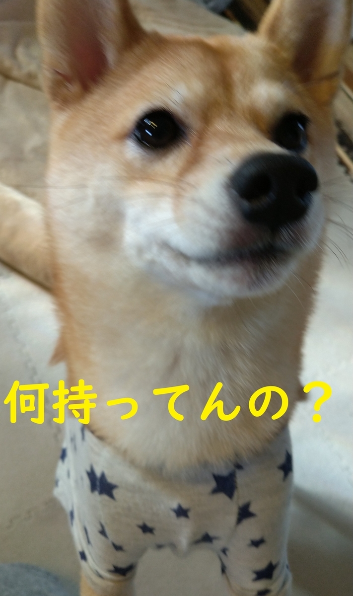 f:id:hanatara:20201121124508j:plain