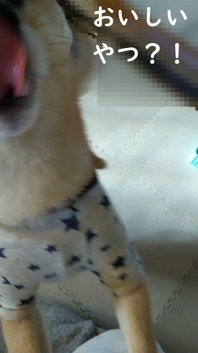 f:id:hanatara:20201121124713j:plain