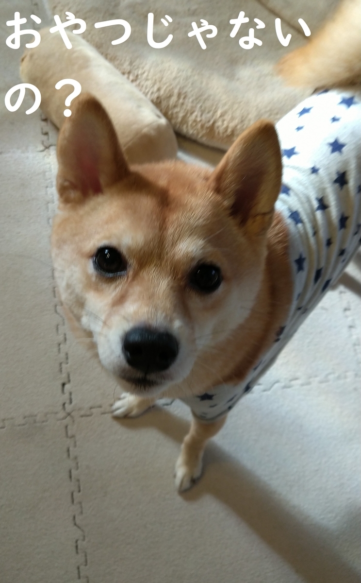 f:id:hanatara:20201121124811j:plain